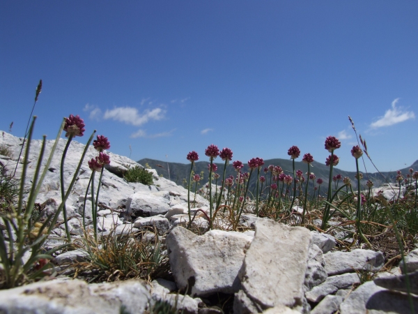 Fioriture in quota